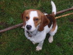 Beetle - Beagle Mâle (3 ans)