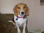 Miley - Beagle Femelle (3 ans)