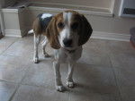 Maya - Beagle Femelle (5 mois)