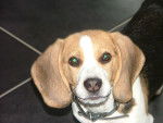 Ginko - Beagle Mâle (8 mois)