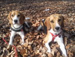 Luna & Bonny - Beagle Femelle (4 ans)
