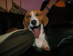 lola - Beagle Femelle (2 ans)