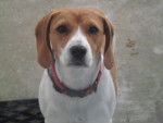 eclaire - Beagle Femelle (3 ans)