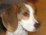 Bugsy - Beagle Mâle (3 mois)
