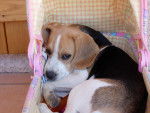 Caylou dans un landeau de poupon - Beagle Femelle (2 ans)
