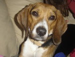 Free - Beagle Femelle (4 ans)