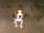 Lilas - Beagle Femelle (3 mois)