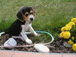 Echo - Beagle Mâle (5 mois)