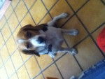 Yeil - Beagle Femelle (1 an)