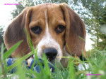 Lola - Beagle Femelle (6 mois)