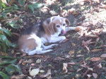 lili - Beagle Femelle (12 ans)