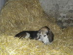 Snoopy - Beagle Mâle (13 ans)