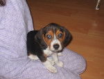 Chanel (de cachorra) - Beagle Femelle (1 mois)