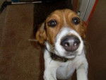 kiara - Beagle Femelle (1 mois)