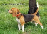 Beagle - Beagle
