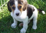Maya - Beagle Femelle (5 mois)
