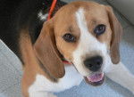 Beagle, Umpa Lumpa - Beagle