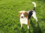 beagle bulle - Beagle