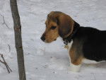 Beagle, Mika - Beagle