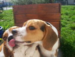 beagle - Beagle