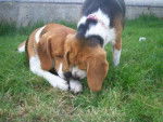Beagle Urgo & Bulle - Beagle