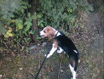 Petit beagle.Biggie - Beagle