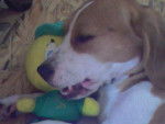 beagle: ZELDA - Beagle