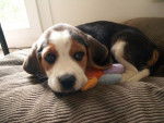 Beagle CZERNY - Beagle