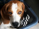 Beagle Czerny - Beagle