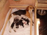 beagle angie & ses bébés - Beagle