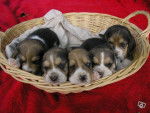 BEAGLE CASSY 3 MOIS - Beagle (3 mois)