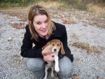 BEAGLE CASSY 3 MOIS - Beagle (3 mois)