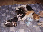 beagle ANGIE et sa tribu - Beagle