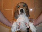 BEAGLE CASSY 3 MOIS - Beagle (3 mois)