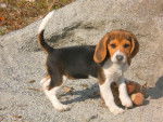 BEAGLE CASSY 3 MOIS - Beagle (3 mois)