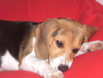 BEAGLE CASSY 4 MOIS - Beagle (4 mois)