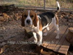 BEAGLE ATHOS - Beagle
