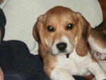 beagle Elliot - Beagle