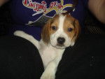 Samaelle / Beagle - Beagle