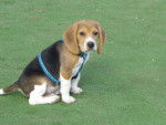Beagle - Evans - Beagle