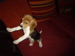 Beagle - Evans - Beagle