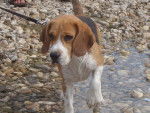 beagle cimba de la rosée des gatines - Beagle Femelle