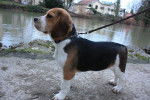 Beagle Gibbs - Beagle