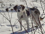 Bellie Beagle, Pointeur - Beagle