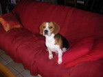 PETIT BEAGLE - Beagle