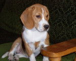 Winnie, petite Beagle femelle - Beagle