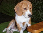 Winnie femelle Beagle janvier 2011 - Beagle