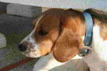 Wendy - Beagle Femelle (3 ans)