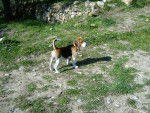 Samira (3 mois) - Beagle