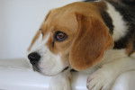Photo Beagle
